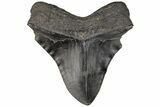 Fossil Megalodon Tooth - Pathological Blade #199180-1